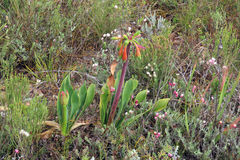 Cyrtanthus obliquus