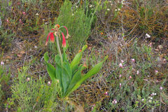Cyrtanthus obliquus