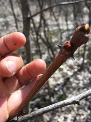 Zanthoxylum americanum