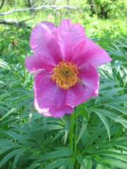 Paeonia anomala