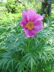 Paeonia anomala