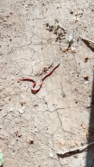 Sonora michoacanensis