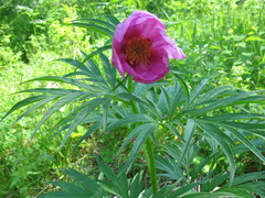 Paeonia anomala