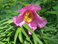 Paeonia anomala