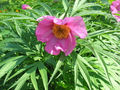 Paeonia anomala