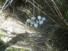 Alopochen aegyptiaca