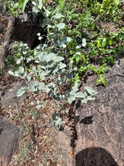 Hibiscus waterbergensis