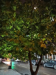 Tilia cordata