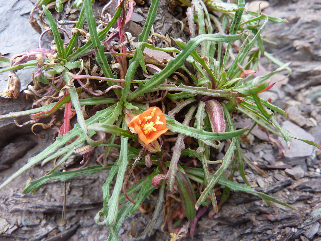 Oenothera punae