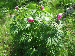 Paeonia anomala