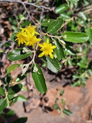 Grewia rogersii