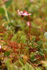 Small Bog Cranberry - Photo (c) François-Xavier Taxil, some rights reserved (CC BY-NC), uploaded by François-Xavier Taxil
