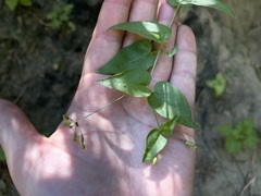 Commicarpus
