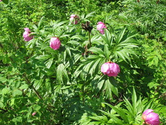 Paeonia anomala