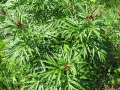 Paeonia anomala