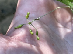 Commicarpus