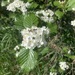 Fleshy Hawthorn - Photo (c) Zack Harris, some rights reserved (CC BY-NC), uploaded by Zack Harris