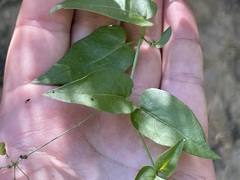 Commicarpus
