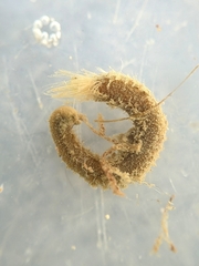 Pherusa andersonorum