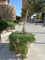 Mesembryanthemum cordifolium