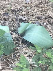 Platanthera elongata