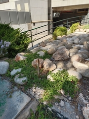 Mesembryanthemum cordifolium