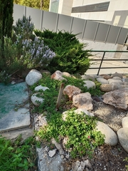 Mesembryanthemum cordifolium