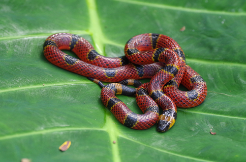 Variable Coralsnake
