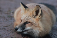 Vulpes vulpes deletrix