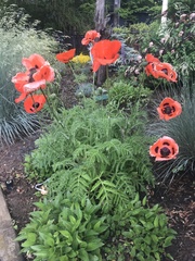 Papaver orientale