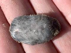 Crepidula onyx
