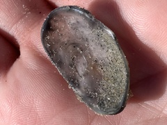 Crepidula onyx