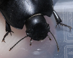 Coniontis tristis