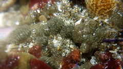 Eudistoma diaphanes