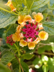 Lantana camara