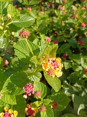 Lantana camara