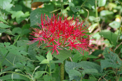 Scadoxus multiflorus