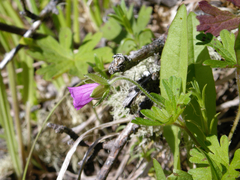 Geranium magellanicum