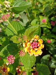 Lantana camara