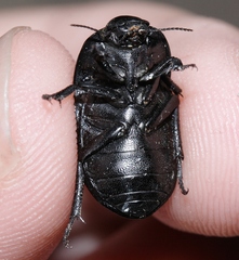 Coniontis tristis