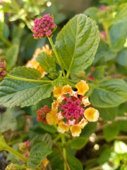 Lantana camara