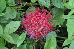 Scadoxus multiflorus