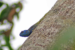 Acanthocercus atricollis