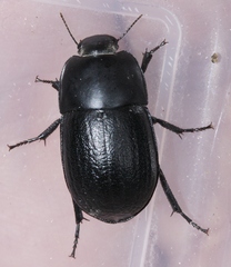 Coniontis tristis