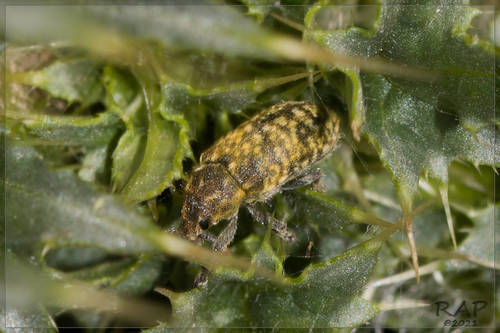 Nodding Thistle Receptacle Weevil photo 3