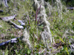 Bromus berteroanus