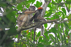 Piliocolobus tephrosceles