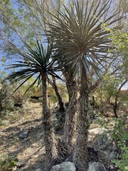 Yucca valida