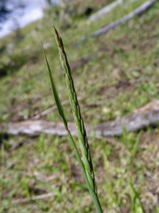 Elymus angulatus
