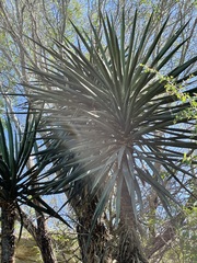 Yucca valida